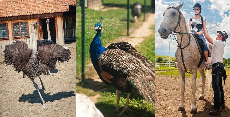 Cazare Danes - Motel Dracul - Centru Ecvestru - Judetul Mures - Sighisoara