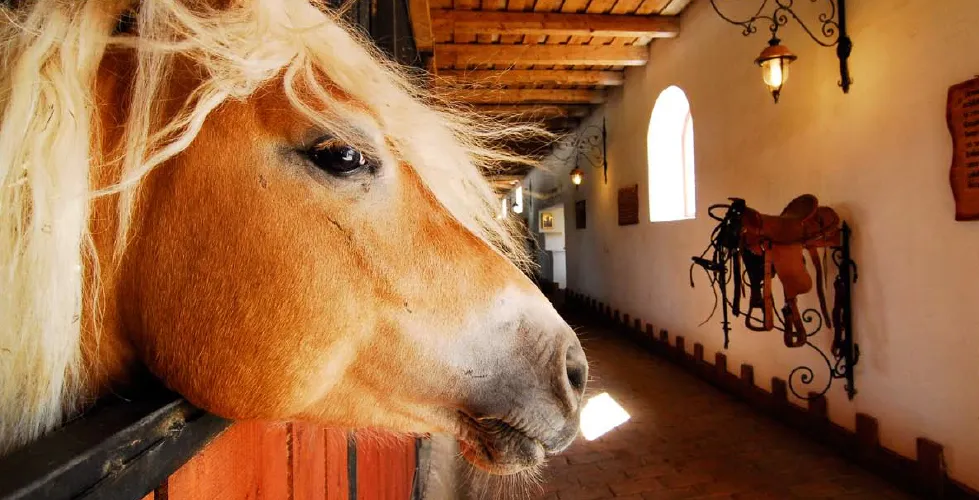 Cazare Danes - Motel Dracul - Centru Ecvestru - Judetul Mures - Sighisoara