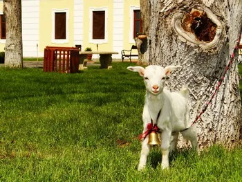 Cazare Ogra - Hotel Castel Haller - Judetul Mures