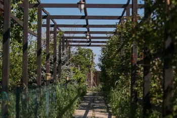 Cazare Delta Dunarii - Loc. Vulturu - Pensiunea Aqua Villa