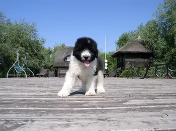 Cazare Delta Dunarii - Loc. Vulturu - Pensiunea Aqua Villa