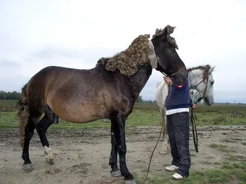 Cazare Delta Dunarii - Loc. Vulturu - Pensiunea Aqua Villa