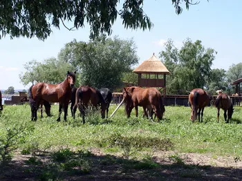 Cazare Delta Dunarii - Loc. Vulturu - Pensiunea Aqua Villa
