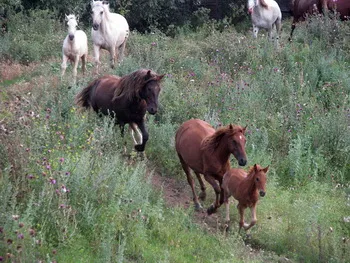 Cazare Delta Dunarii - Loc. Vulturu - Pensiunea Aqua Villa