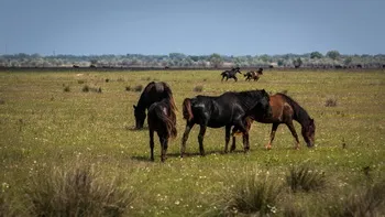 Cazare Delta Dunarii - Loc. Vulturu - Pensiunea Aqua Villa