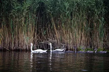 Cazare Delta Dunarii - Loc. Vulturu - Pensiunea Aqua Villa