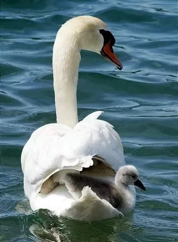 Cazare Delta Dunarii - Loc. Vulturu - Pensiunea Aqua Villa